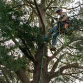 Спуск животного в сумке