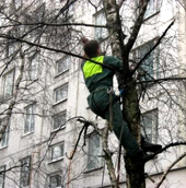 Верхолаз на дереве