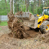 корчевание большого пня