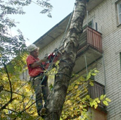 Удаление ствола тополя